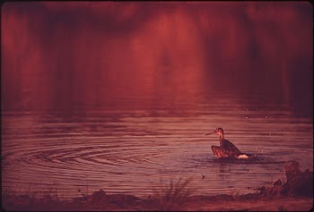Birds in Marsh | Free Photo - rawpixel