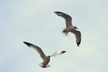 Birds in the sky | Free Photo - rawpixel
