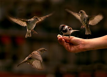 birds_k.jpg
