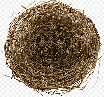 Birds, Nests, & Eggs Birds, Nests and Eggs Bird nest - nest 