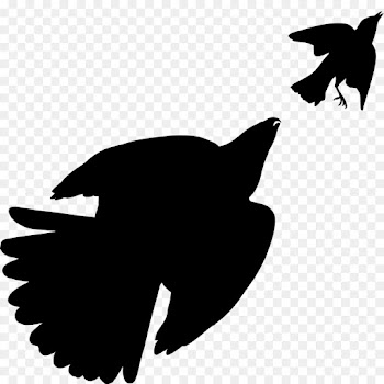 Birds Of America, Coopers Hawk, Bird, Wing, Raven PNG
