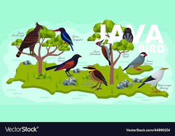 birds of java
