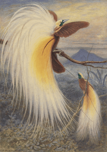 Birds of Paradise (1862) painting | Free Photo - rawpixel