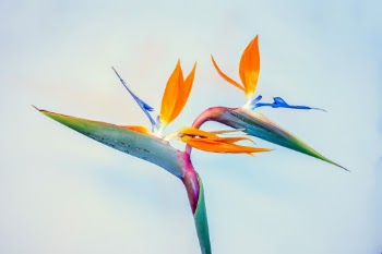 Birds of paradise, father and son, spring from each other, stalwart harbingers of spring.