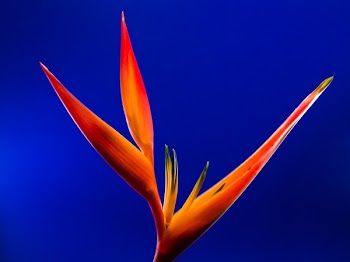 Birds of Paradise Flower in Macro Photography