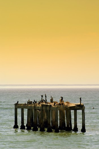 Birds on Brown Wooden Dock