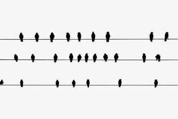 Birds on cable silhouette background, | Free Vector - rawpixel