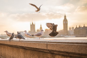 Birds on Concrete Wall Near City Buildings during Daytime