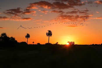 Birds on Flight Formation during Sunset
