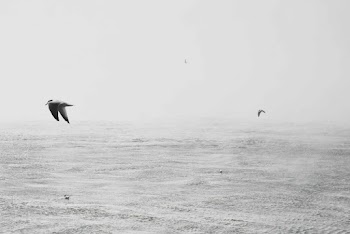 Birds on Mid Air