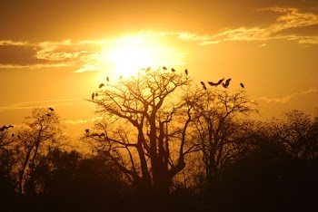 birds on trees