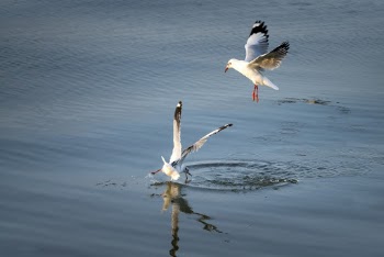 Birds over Calm Body of Water