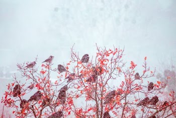 birds perched on red leafed tree branches