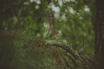 Birds Perching On Tree Branch