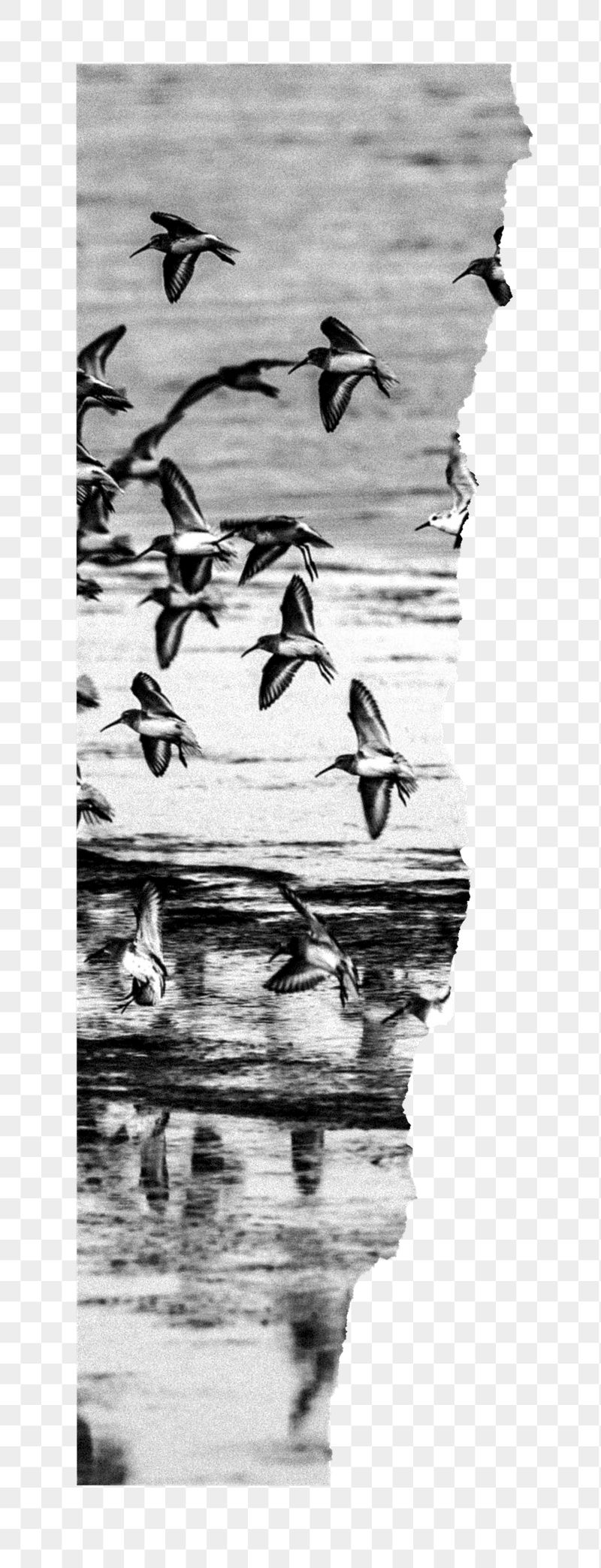 Birds png border, torn paper | Free PNG - rawpixel