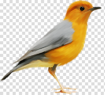 Birds PNG images free download, birds PNG