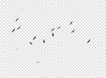 Birds PNG Photo Vector, Clipart, PSD - peoplepng.com