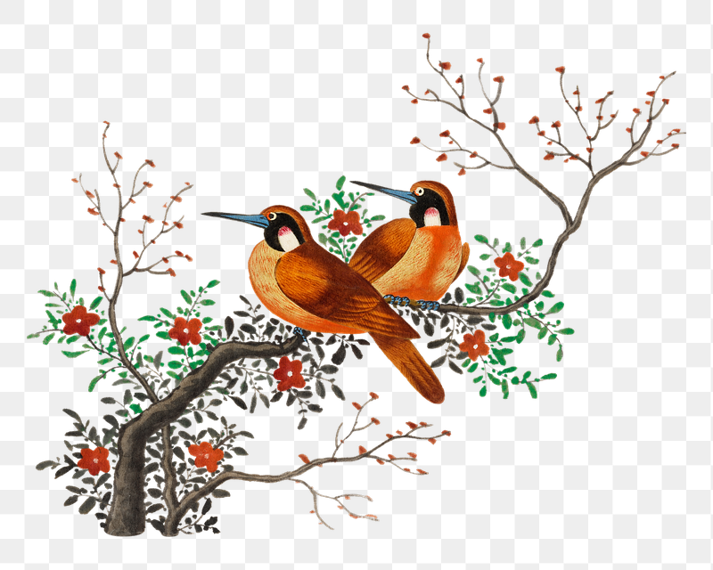 Birds png tree branch bird | Free PNG Illustration - rawpixel
