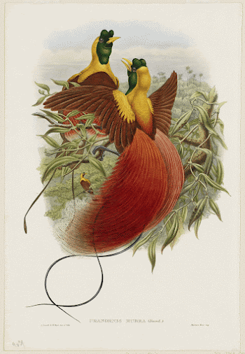 birds (red bird of paradise). | Free Photo - rawpixel