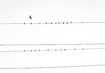 birds resting on power line