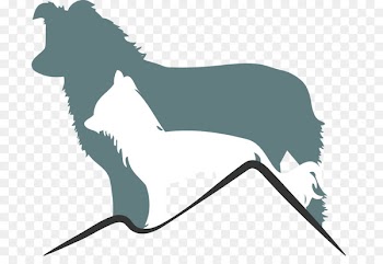 Birkengasse Chinese Crested Dog Border Collie Meine Tiere & Ich Email - austrian border 