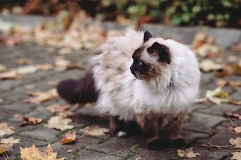 Birman cat