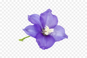 Birth flower Larkspur Flower bouquet Birthstone - flower 