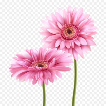 Birthday Friendship Wish Greeting card Wedding invitation - Pink gerbera vector material 