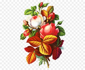 Birthday, Greeting Note Cards, Wish, Flower, Plant PNG