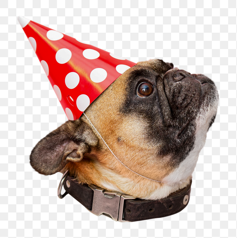 Birthday pug dog png sticker, | Free PNG - rawpixel