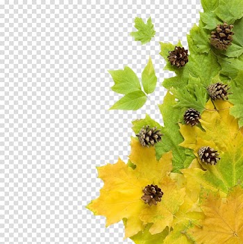 Birthday Wish Uncle Autumn leaf color Father, Autumn Maple Leaf transparent background PNG clipart