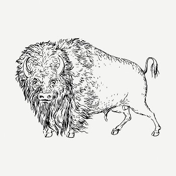 Bison animal drawing, vintage illustration | Free PSD - rawpixel