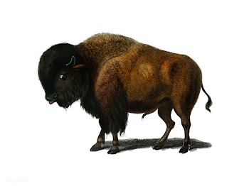 Bison (Bos americanus) illustrated by Charles.. | Free stock vector - 467603