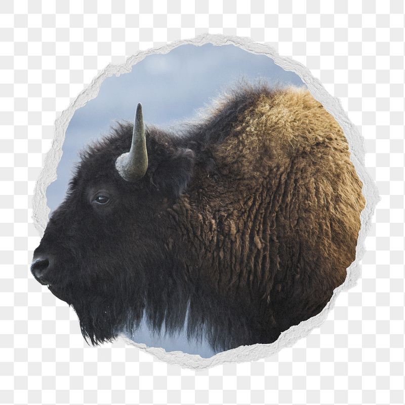 Bison png sticker, animal photo | Free PNG - rawpixel