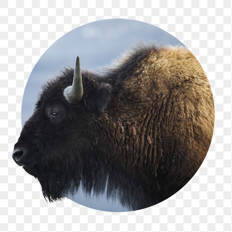 Bison png sticker, animal photo | Free PNG - rawpixel