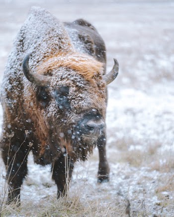 Bison Standing On Snow Covered Field