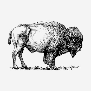 Bison, wild animal hand drawn | Free Photo - rawpixel