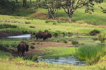 bisons near water