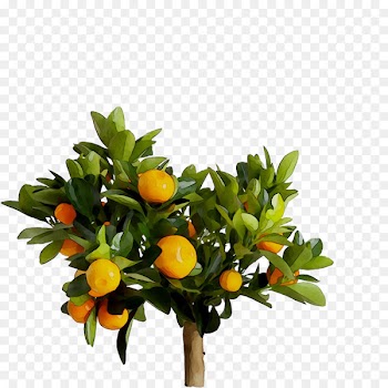 Bitter orange Flowerpot IKEA Artificial flower Calamondin -  