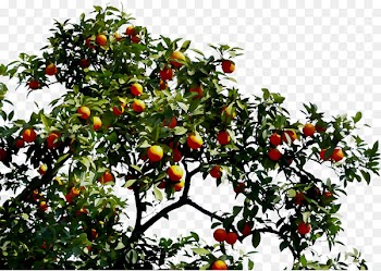 Bitter orange Fruit tree -  