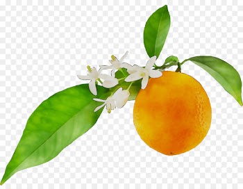 Bitter orange Petitgrain Essential oil Neroli Orange blossom -  