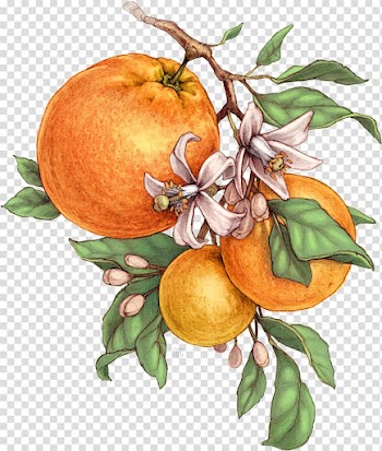 Bitter orange Tangerine Mandarin orange Grapefruit Botanical illustration, fruit juice transparent background PNG clipart