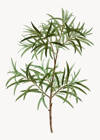 Bitter willow branch | Free stock vector - 568268