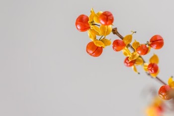 Bittersweet Vine Berries