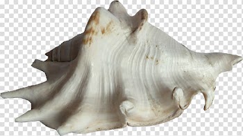 Bivalvia Seashell Clam Mussel Oyster, seashell transparent background PNG clipart
