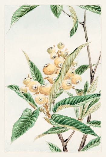 Biwa loquat during 1870&ndash;1880 by Megata Morikaga. Original from Library of Congress. Digitally enhanced by rawpixel.