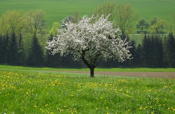 bl_henderobstbaum.jpg