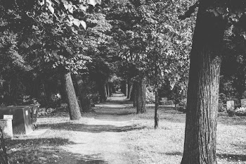          Black & White Forest Walk Free Photo     