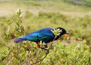 Black and Blue Bird