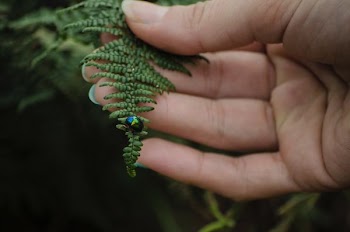 black and blue bug on leaves